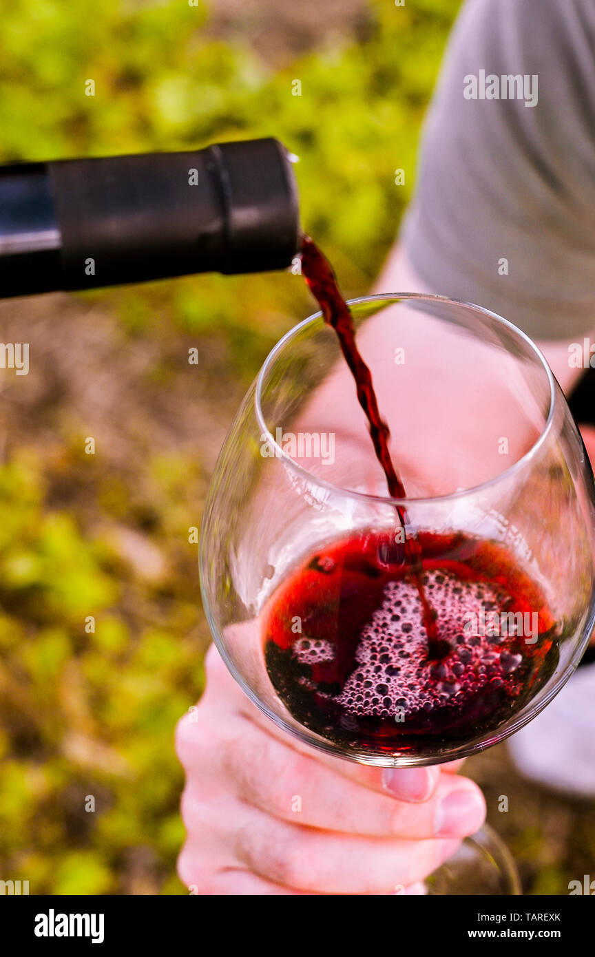 A glass of red wine in male hands. Man with a glass among green vineyards.  Live style at sunset. Copy space Stock Photo - Alamy