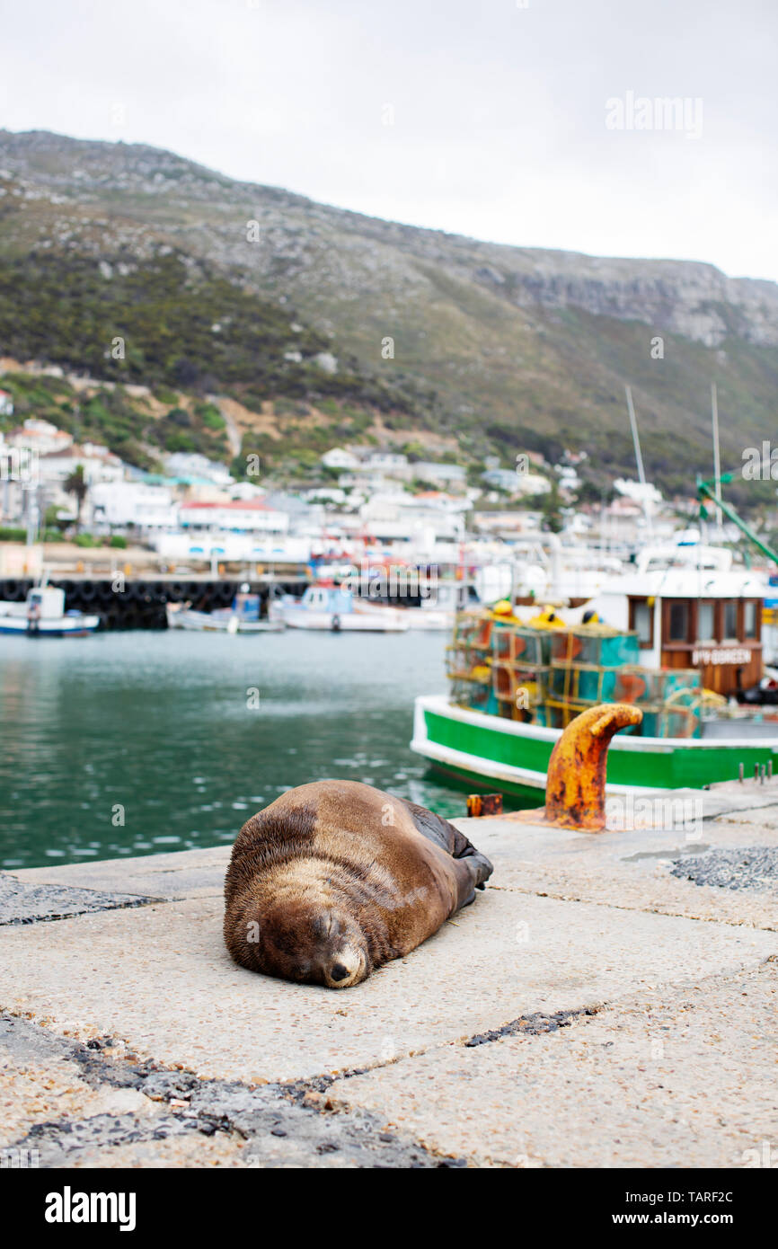 south africa, seals Stock Photo Alamy