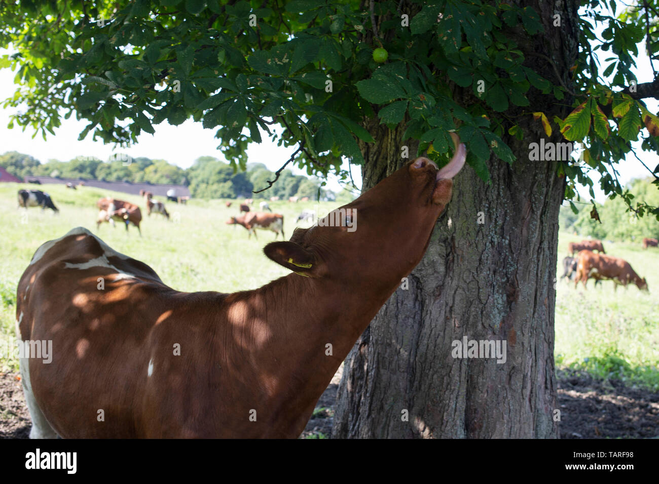 Cow tongue hires stock photography and images Alamy
