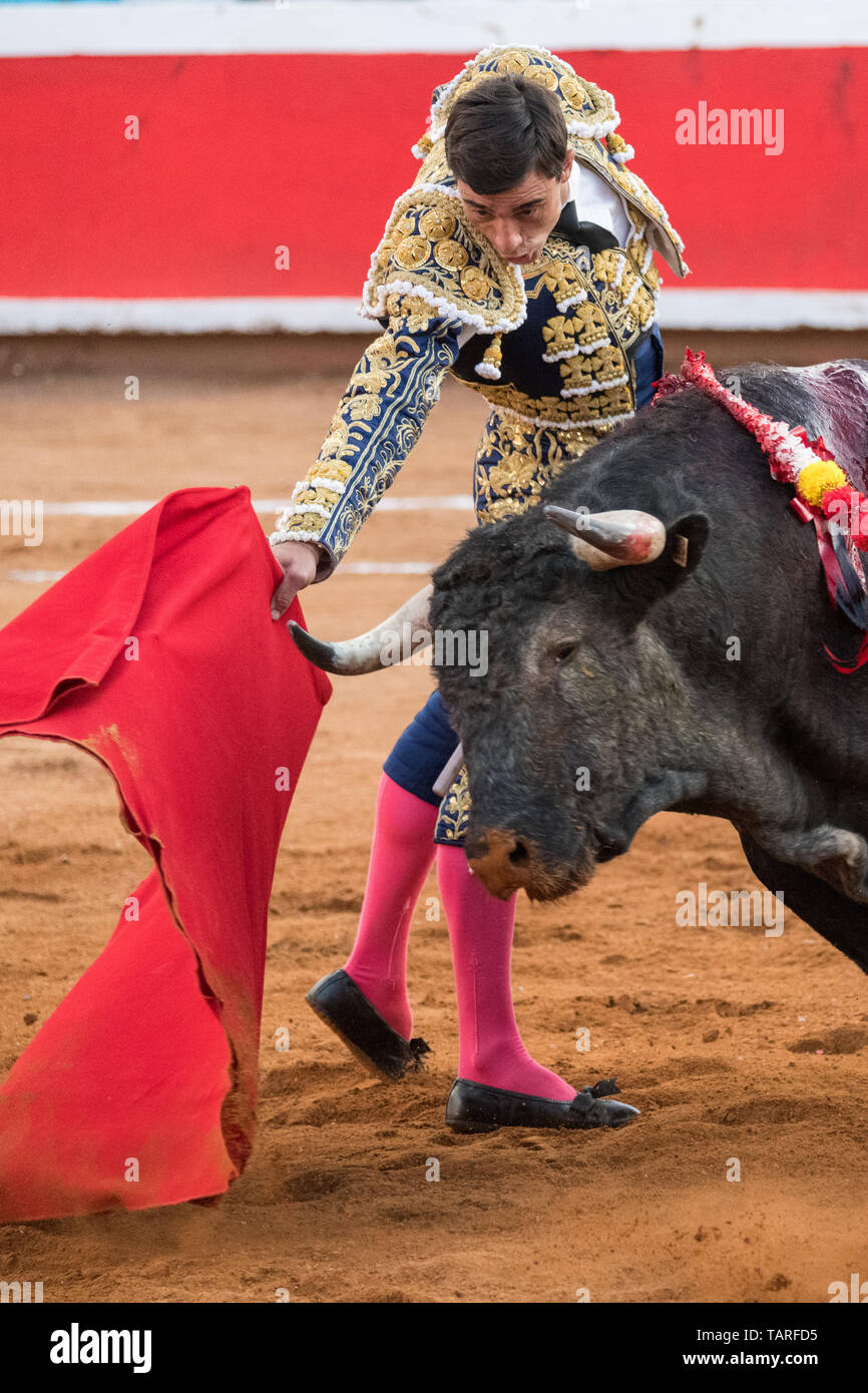 Spanish bullfighter Paco Urena performs with a bull at the Plaza de Toros bullring March 3, 2018 in San Miguel de Allende, Mexico. Stock Photo