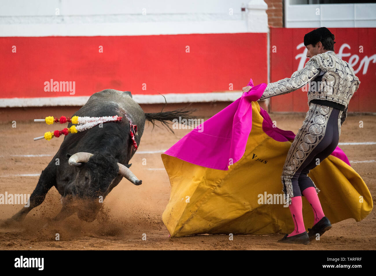 Spanish bullfighter Paco Urena performs with a bull at the Plaza de ...