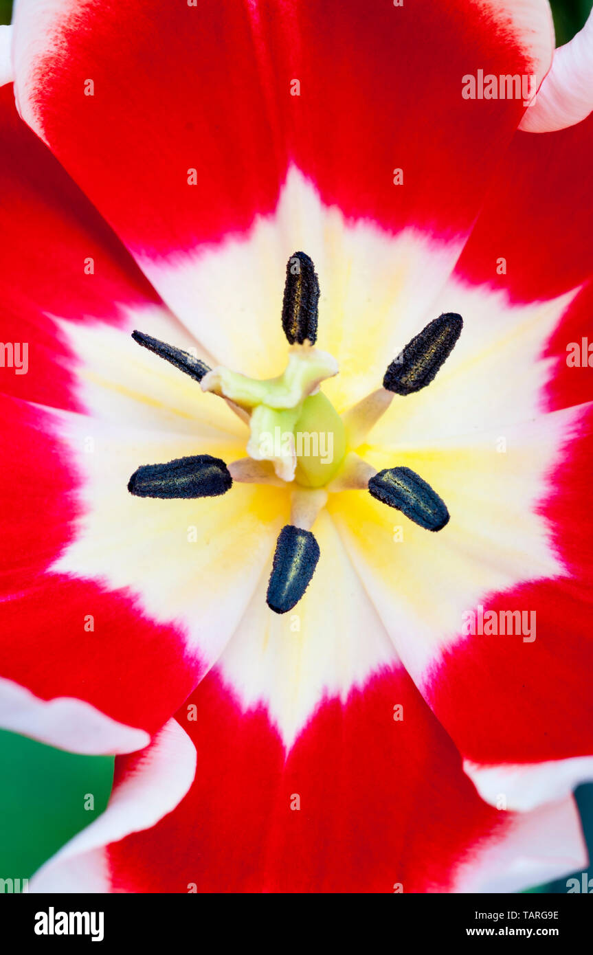 Close up of tulip Leen Van Der Mark showing Stigma and stamen  Cup shaped flowers Red with White edges belonging to the Triumph group of tulips Stock Photo