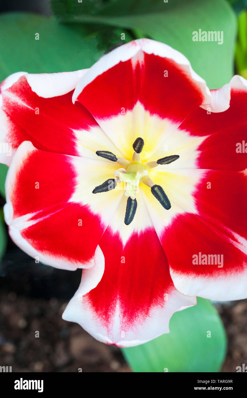 Close up of tulip Leen Van Der Mark showing Stigma and stamen  Cup shaped flowers Red with White edges belonging to the Triumph group of tulips Stock Photo