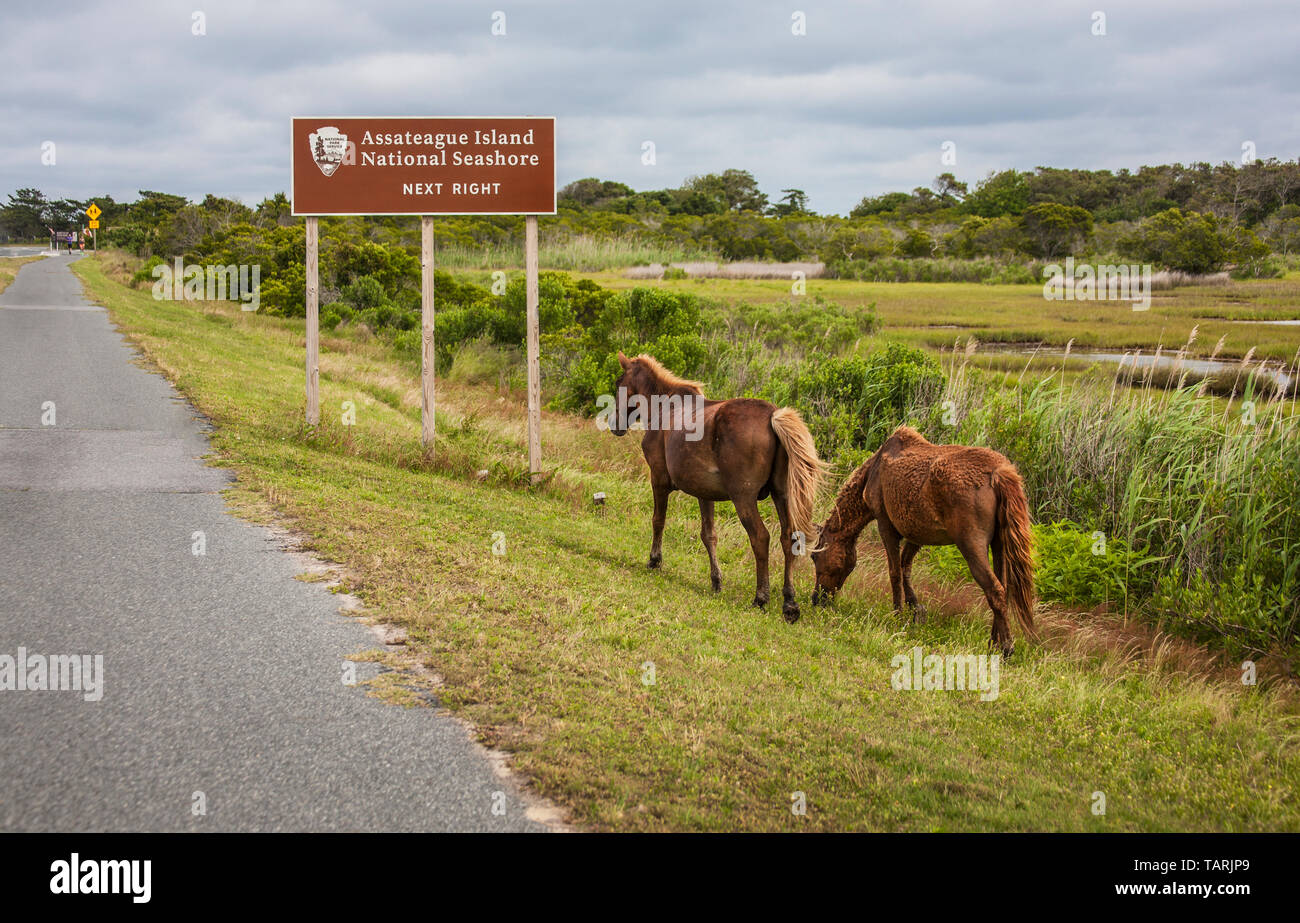 Wild horses at Assateague Island National Seashore, Virginia beach area