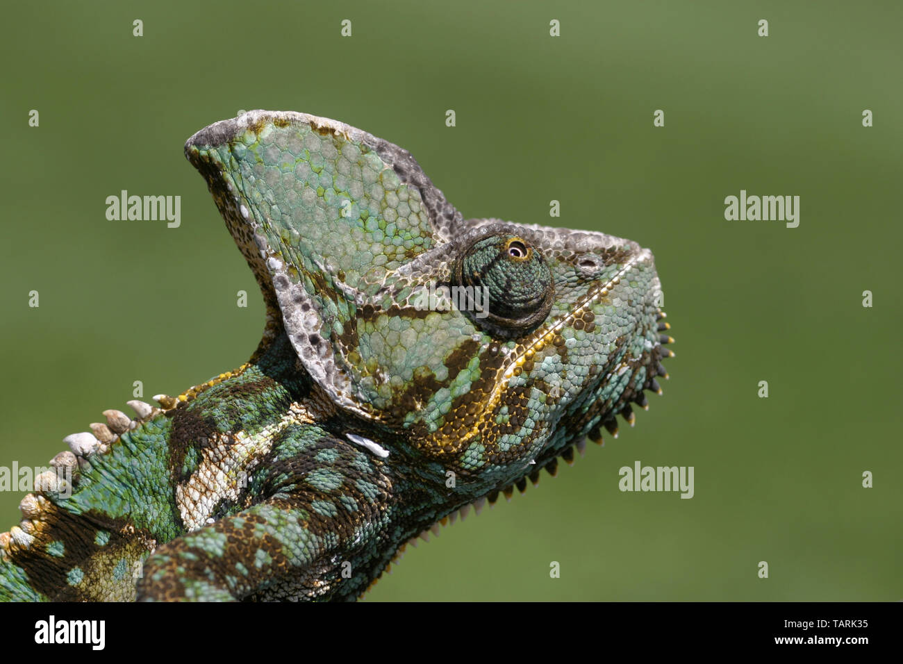Veiled Chameleon Chameleo calyptratus Range: Arabian Peninsula, Yemen and Saudi Arabia Stock Photo