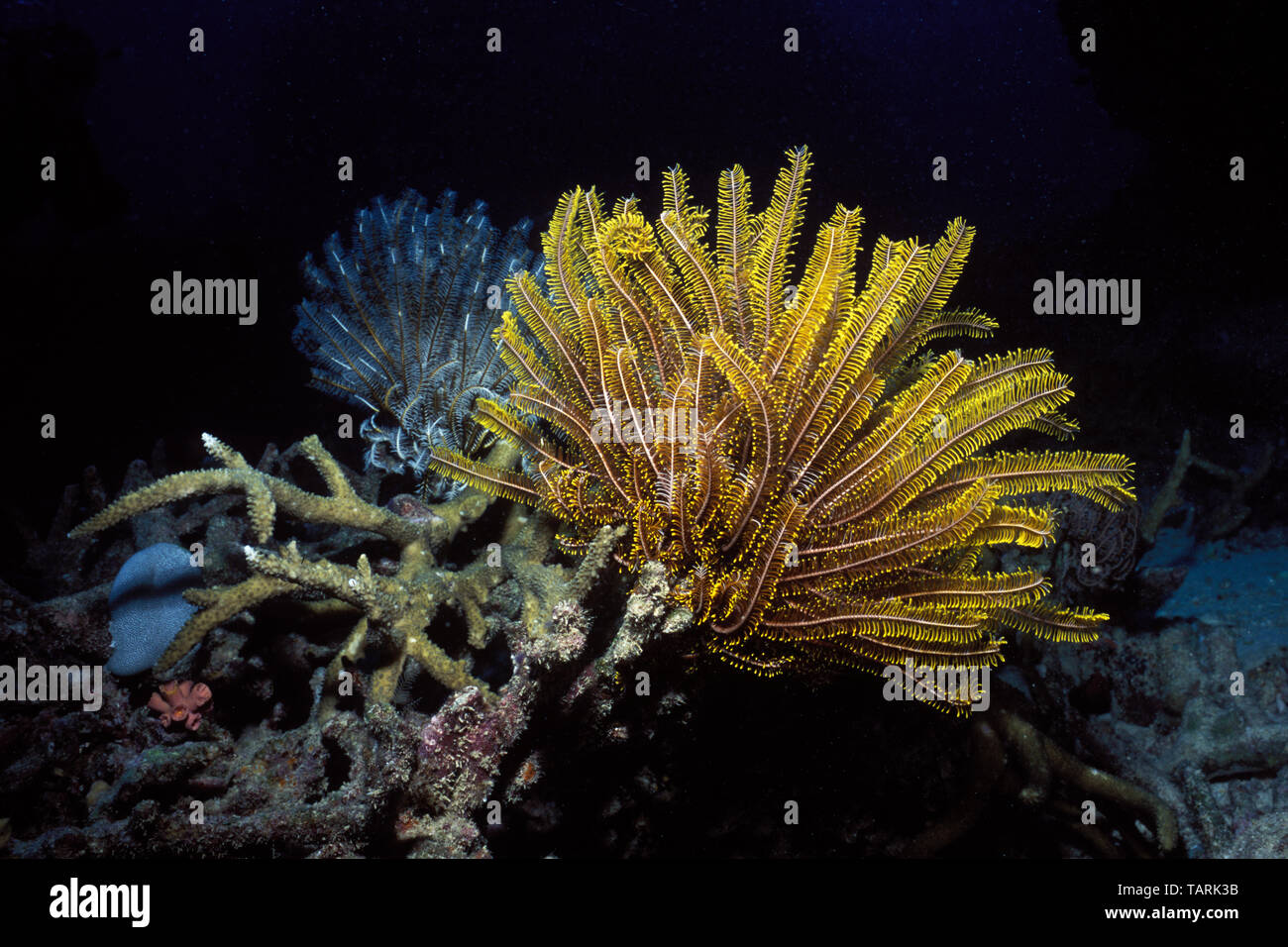 Feather Star (Crinoid). Species (probably): Comanthina nobilis Great Barrier Reef, Queensland, Australia Stock Photo