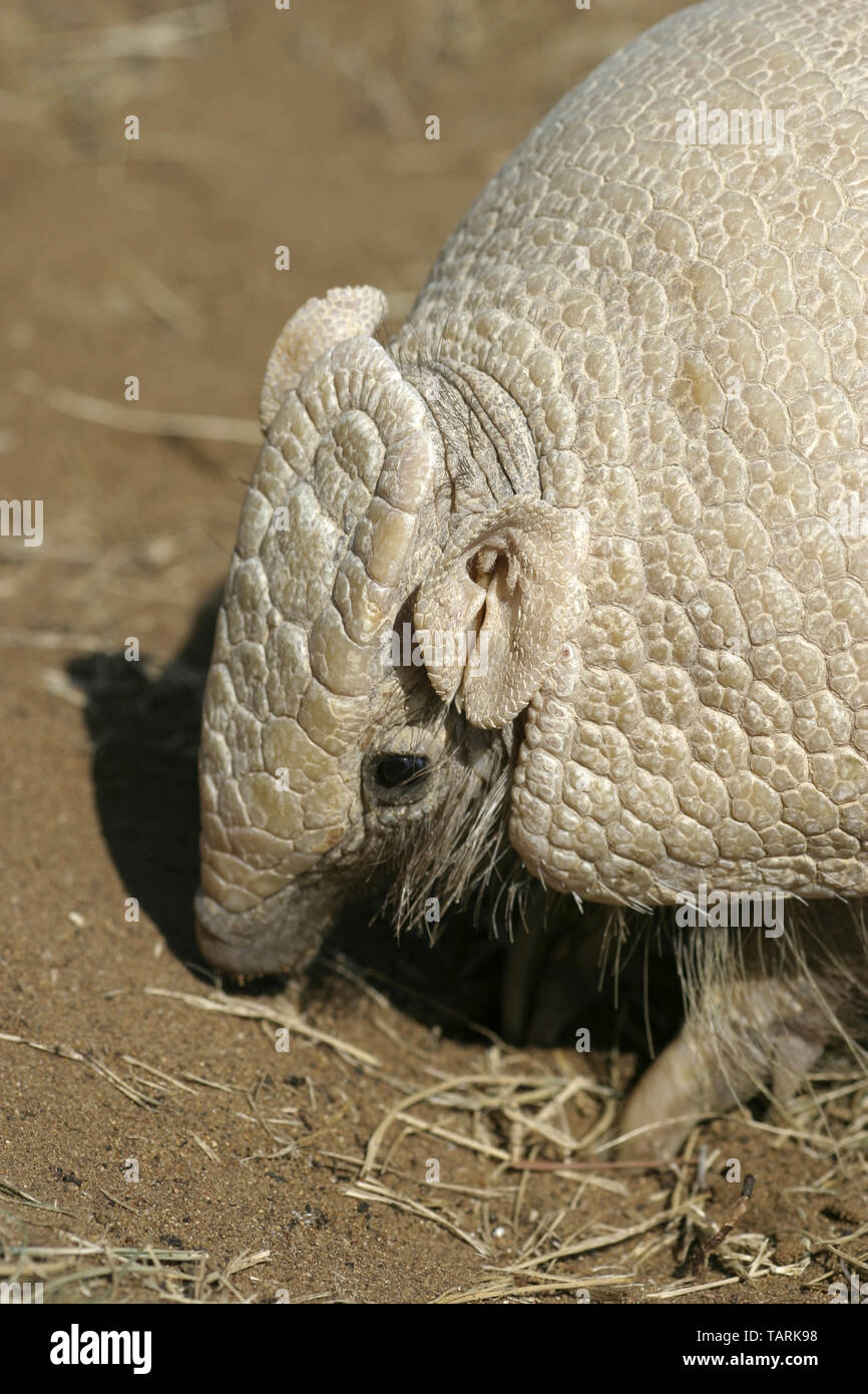 Armadillo ball hi-res stock photography and images - Alamy