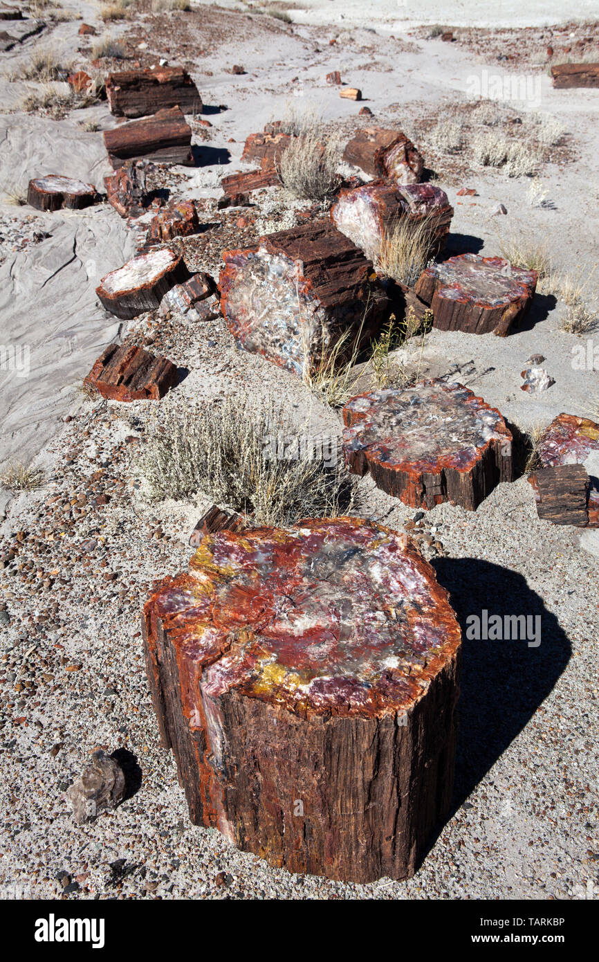 Petrified Forest National Park, Arizona, USA Fragmented petrified log along the Crystal Forest trail. Stock Photo