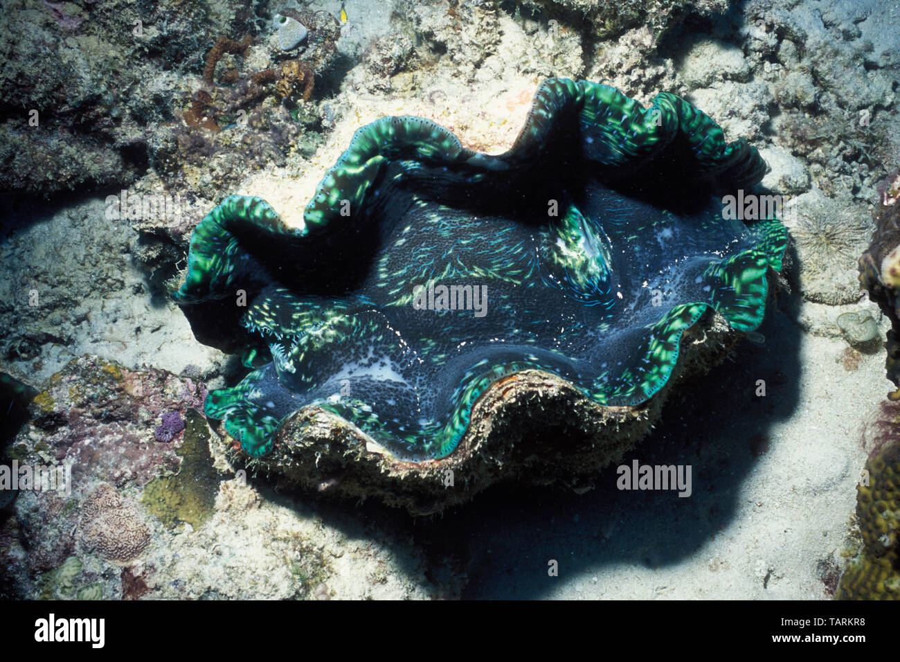 Giant clam - Tridacna sp. Great Barrier Reef north east of Port Douglas, Queensland, Australia, Pacific Ocean Stock Photo