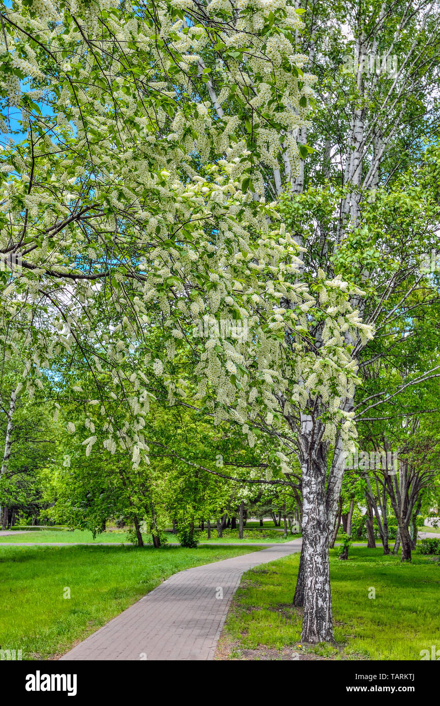 Beautiful romantic spring urban landscape in city park with blossoming bird cherry trees, bright spring greenery and dandelions on lawn . Stock Photo