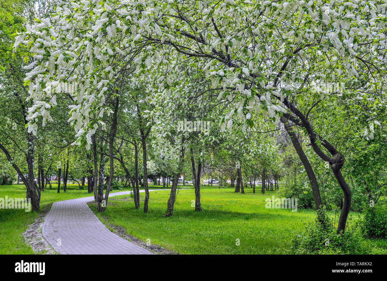 Beautiful romantic spring urban landscape in city park with blossoming bird cherry trees, bright spring greenery and dandelions on lawn . Stock Photo