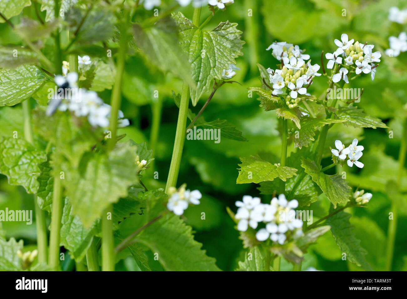 Garlic Mustard (alliaria petiolata), also known as Jack-by-the-hedge, a general close up of the plant showing the flowers and leaves. Stock Photo