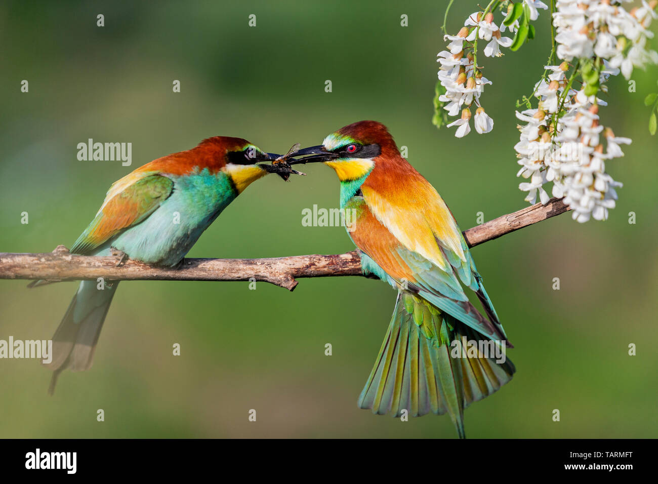 wild birds during spring courtship Stock Photo