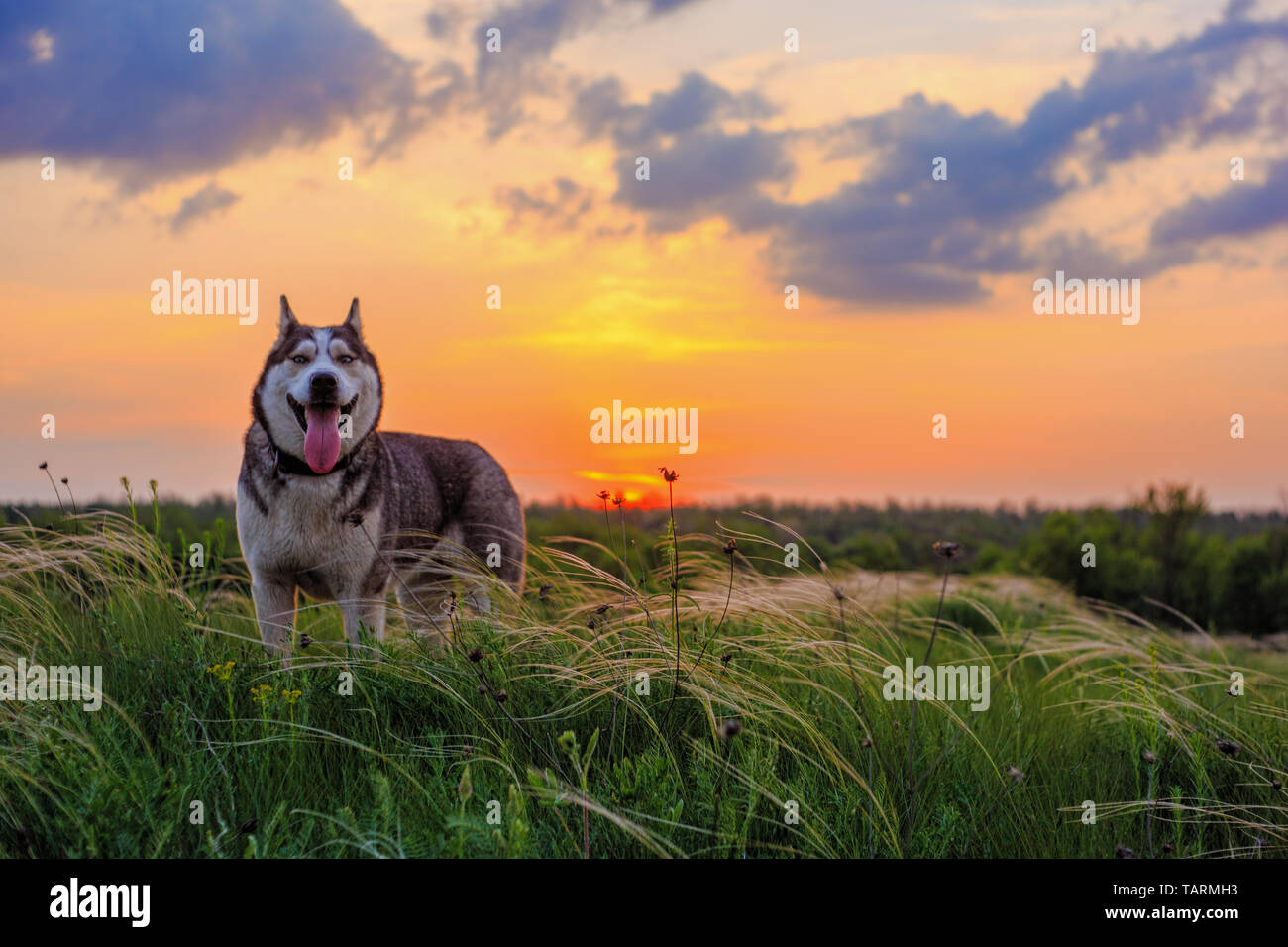 Husky dog looking forward on bright sunset cloudy sky background. Happy husky staying on the feather grass land and show his tongue in Ukraine Stock Photo