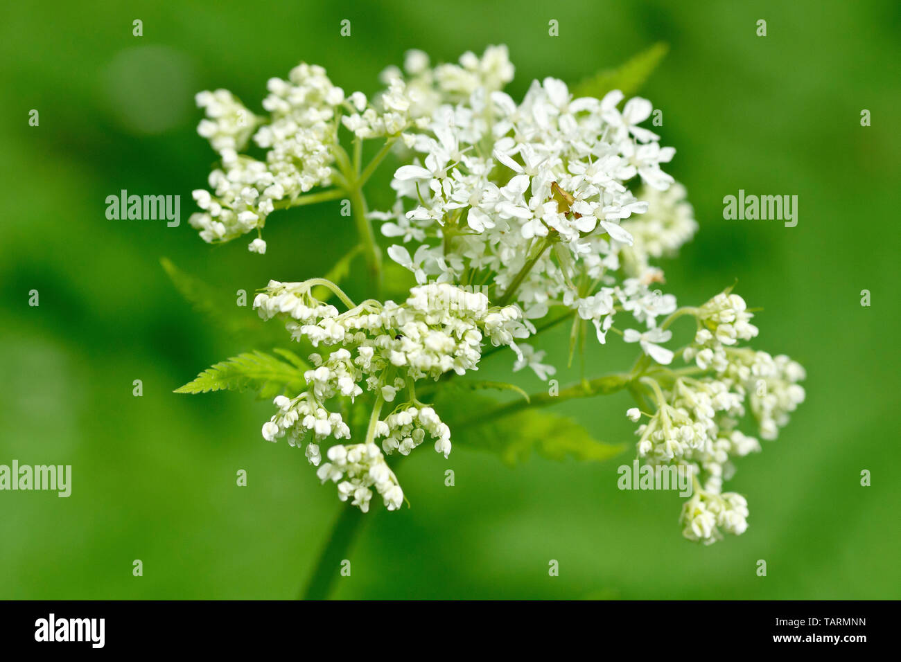 Sweet Cicely (myrrhis odorata), close up of one of the large, white, aniseed scented flowerheads. Stock Photo