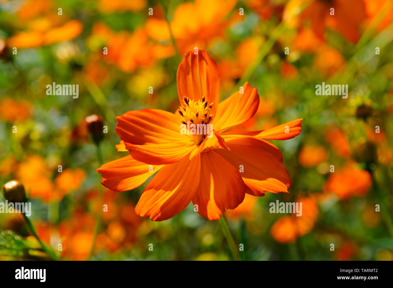 Corolla flower hires stock photography and images Alamy