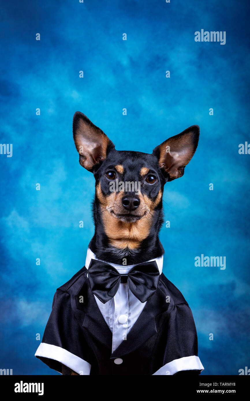 Dog dressed up wearing a tux and bow tie sitting against beautiful blue ...