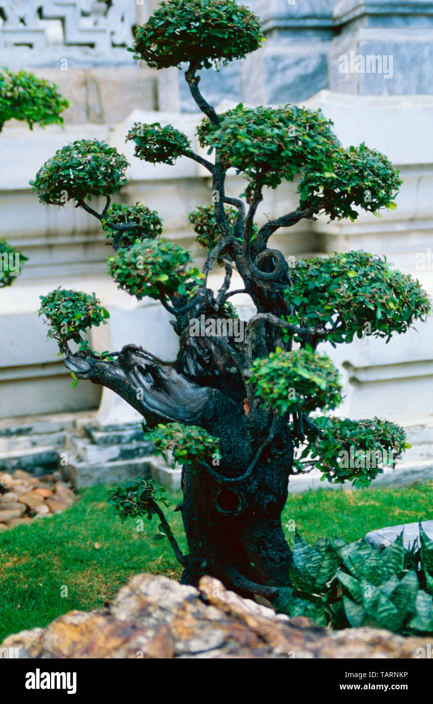 Bonsai tree,Temple of The Emerald Buddha,Bangkok,Thailand Stock Photo - Alamy Bonsai tree,Temple of The Emerald Buddha,Bangkok,Thailand Stock Photo - Alamy