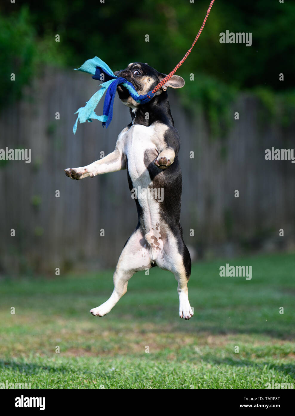 French bulldogs playing with a flirtpole outside on the grass Stock Photo