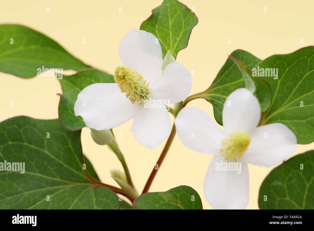 houttuynia cordate fish herb with flower, chinese medicine Stock Photo
