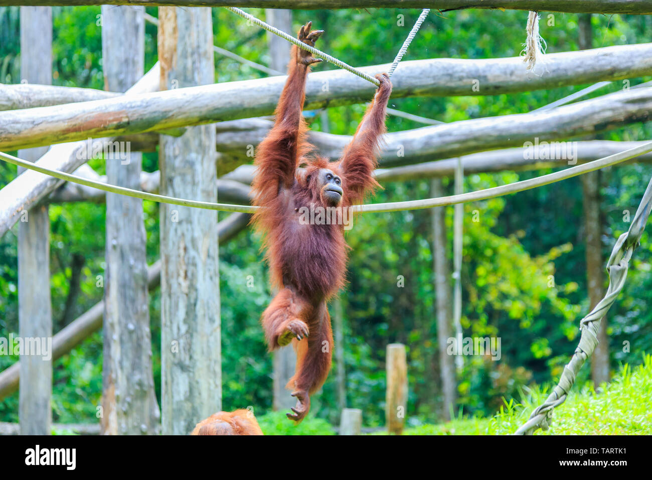 orangutans or pongo pygmaeus is the only asian great found on the island of Borneo and Sumatra Stock Photo