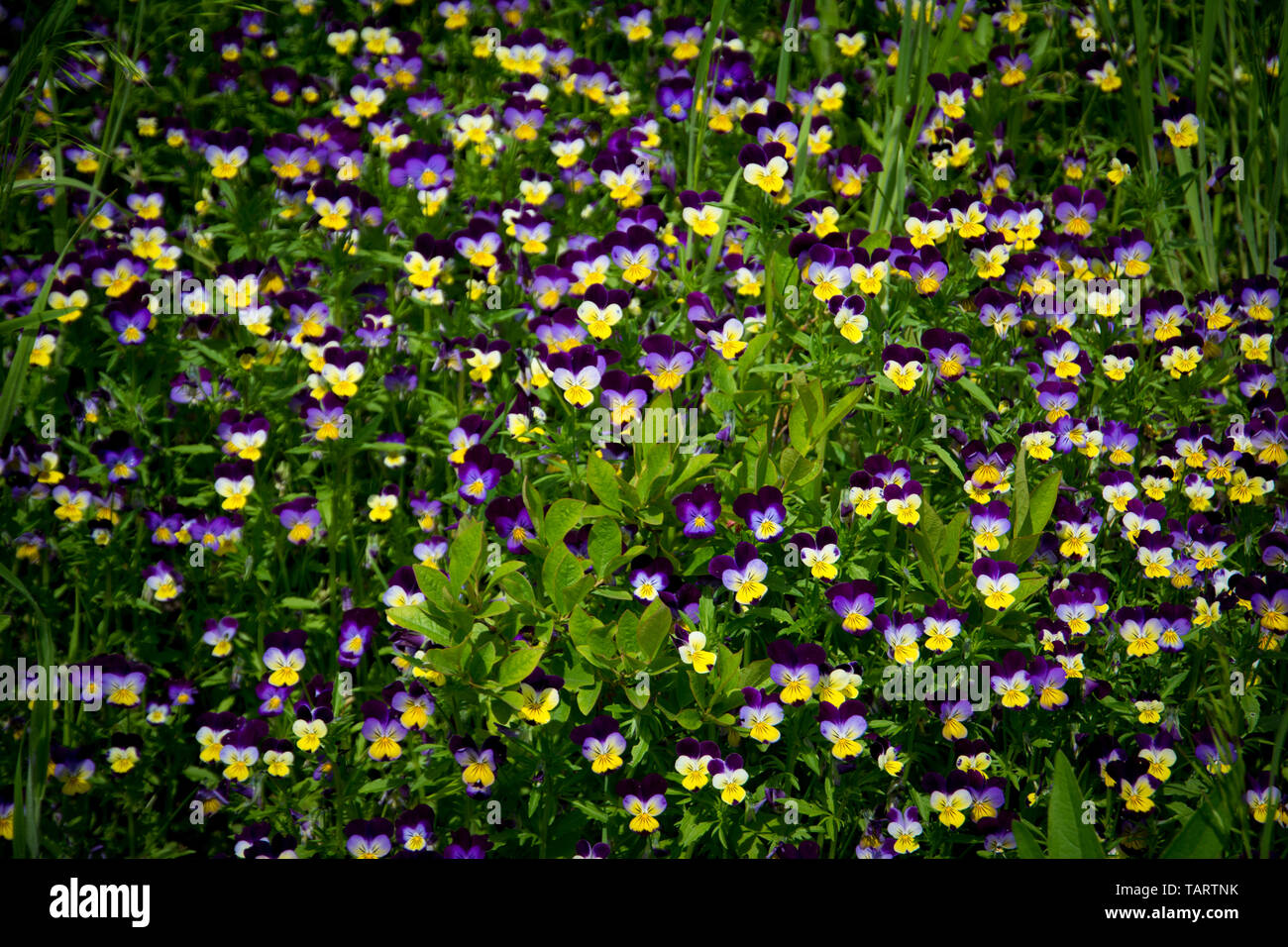 Johnny Jump Up flowers bloom against a backdrop of green. Stock Photo