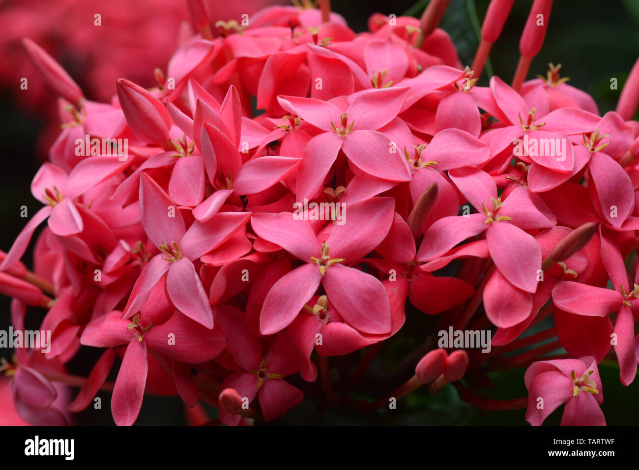 Ixora flower blossom in a garden. Red spike flower. King Ixora blooming (Ixora chinensis). Stock Photo