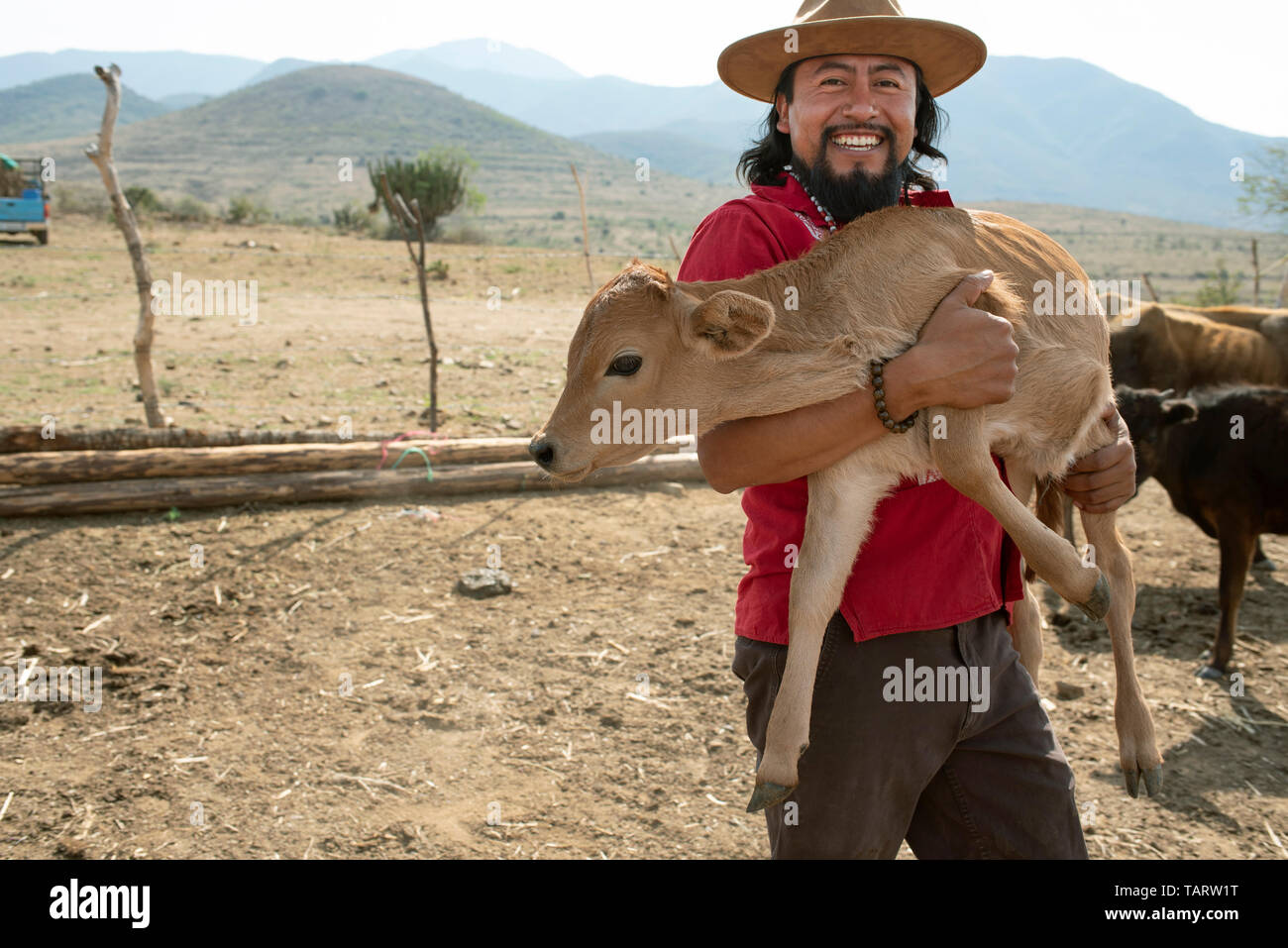 Farm life with happy Zapotec farmer holding a Brahman calf (baby cow). MR can be arranged, pls enquire. Teotitlan del Valle, Oaxaca, Mexico. May 2019 Stock Photo