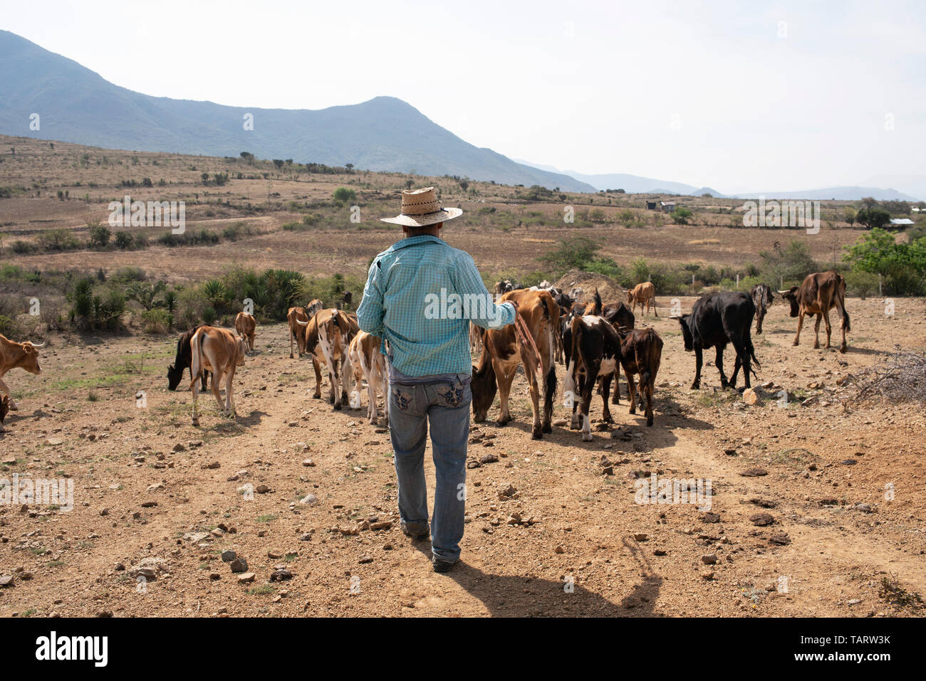 Rear view of a cowherd escorting his cattle. Teotitlan del Valle, Oaxaca, Mexico. May 2019 Stock Photo