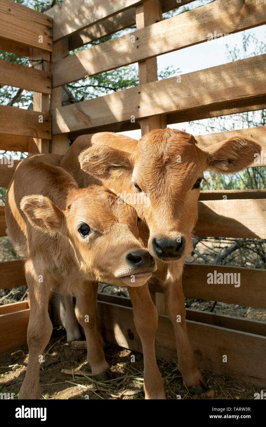 Close-up of Brahman calves (baby cows). Teotitlan del Valle, Oaxaca, Mexico. May 2019 Stock Photo
