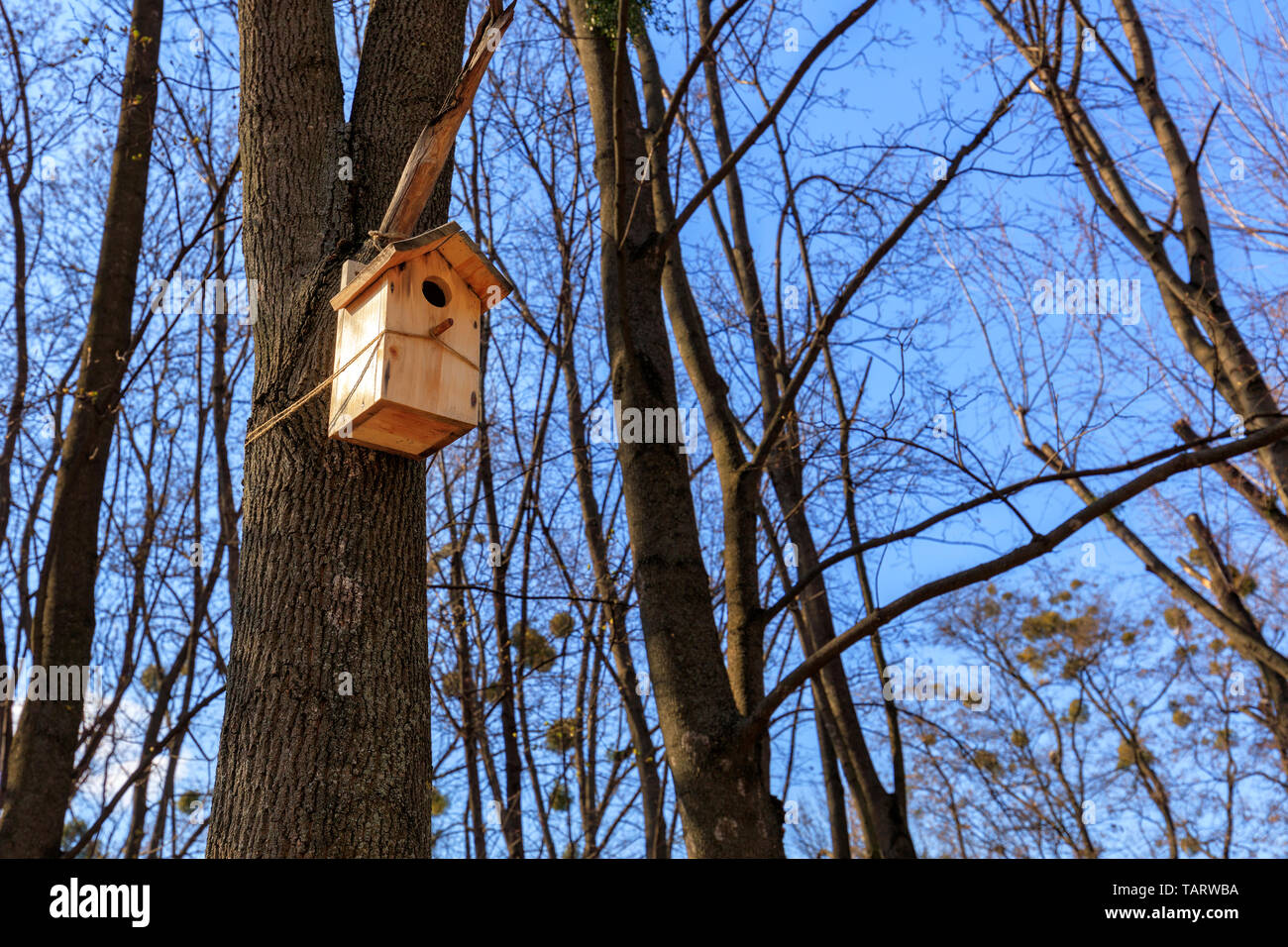 Wooden new nesting box is attached on a tree in the spring in the forest against the blue sky in the sun's rays. Stock Photo