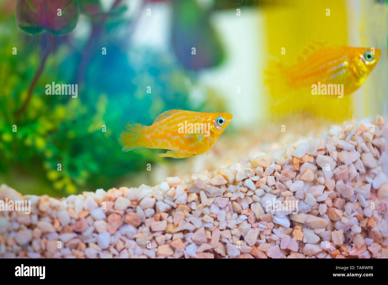 Little Molly fish, Poecilia latipinna in fish tank or aquarium, underwater life concept. Stock Photo