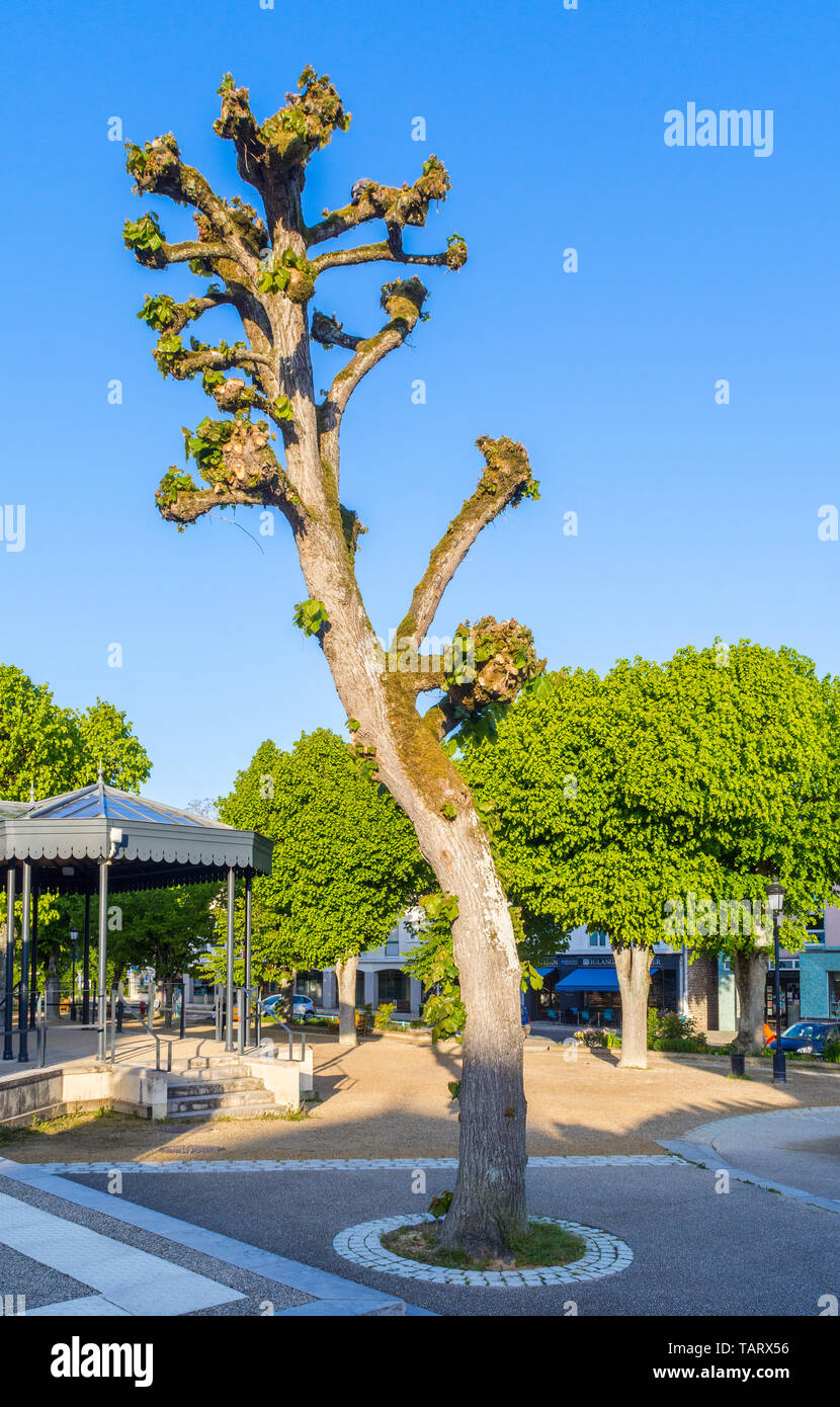 Heavily pruned Tilleul / Lime tree - France. Stock Photo