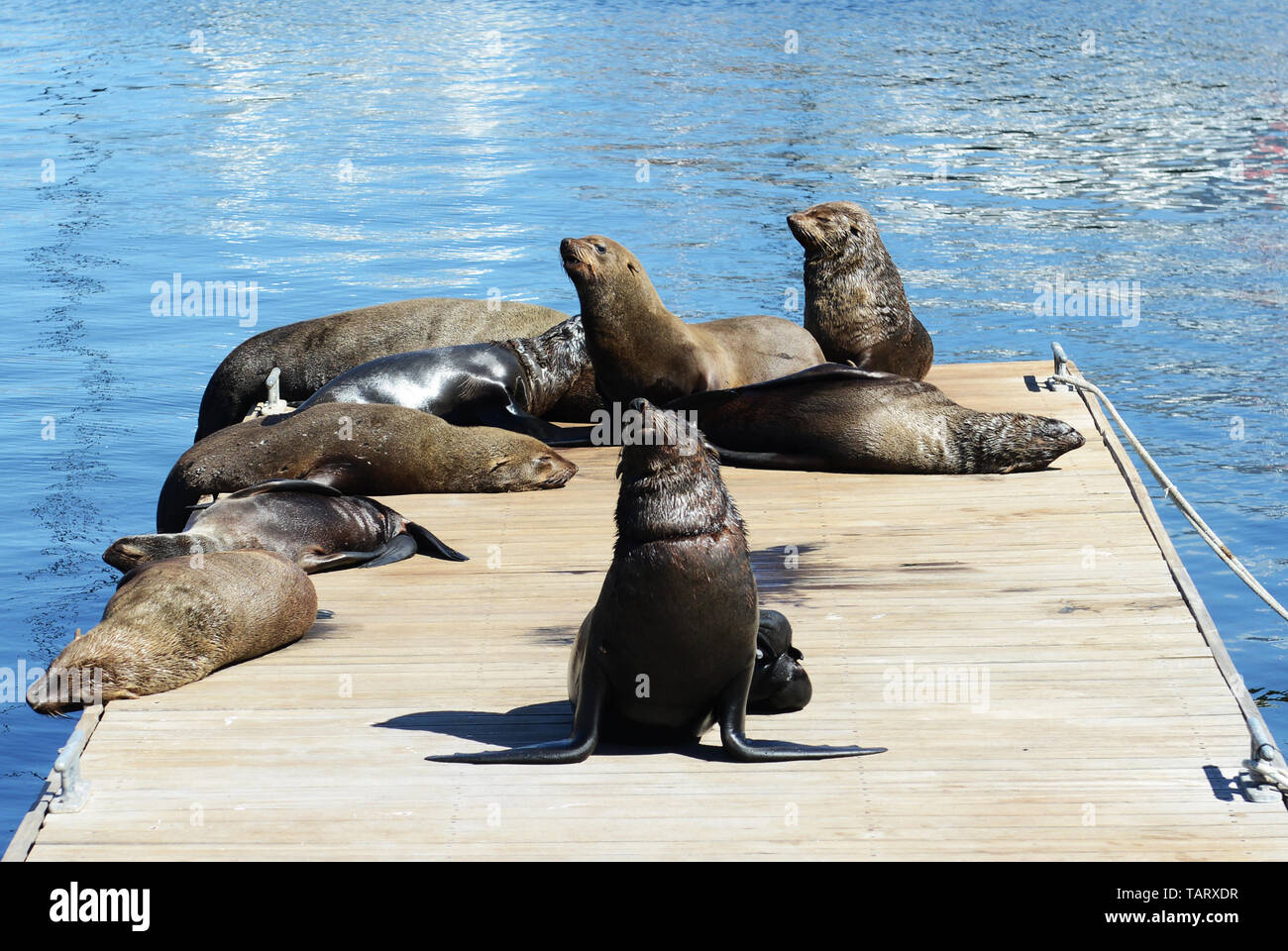 Cape Fur Seals at Victoria and Alfred Waterfront Cape Town South Africa