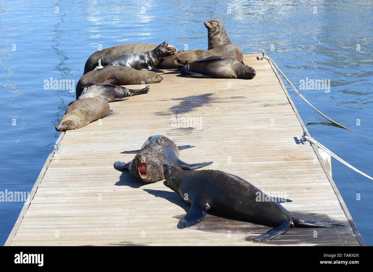 Cape Fur Seals at Victoria and Alfred Waterfront Cape Town South Africa