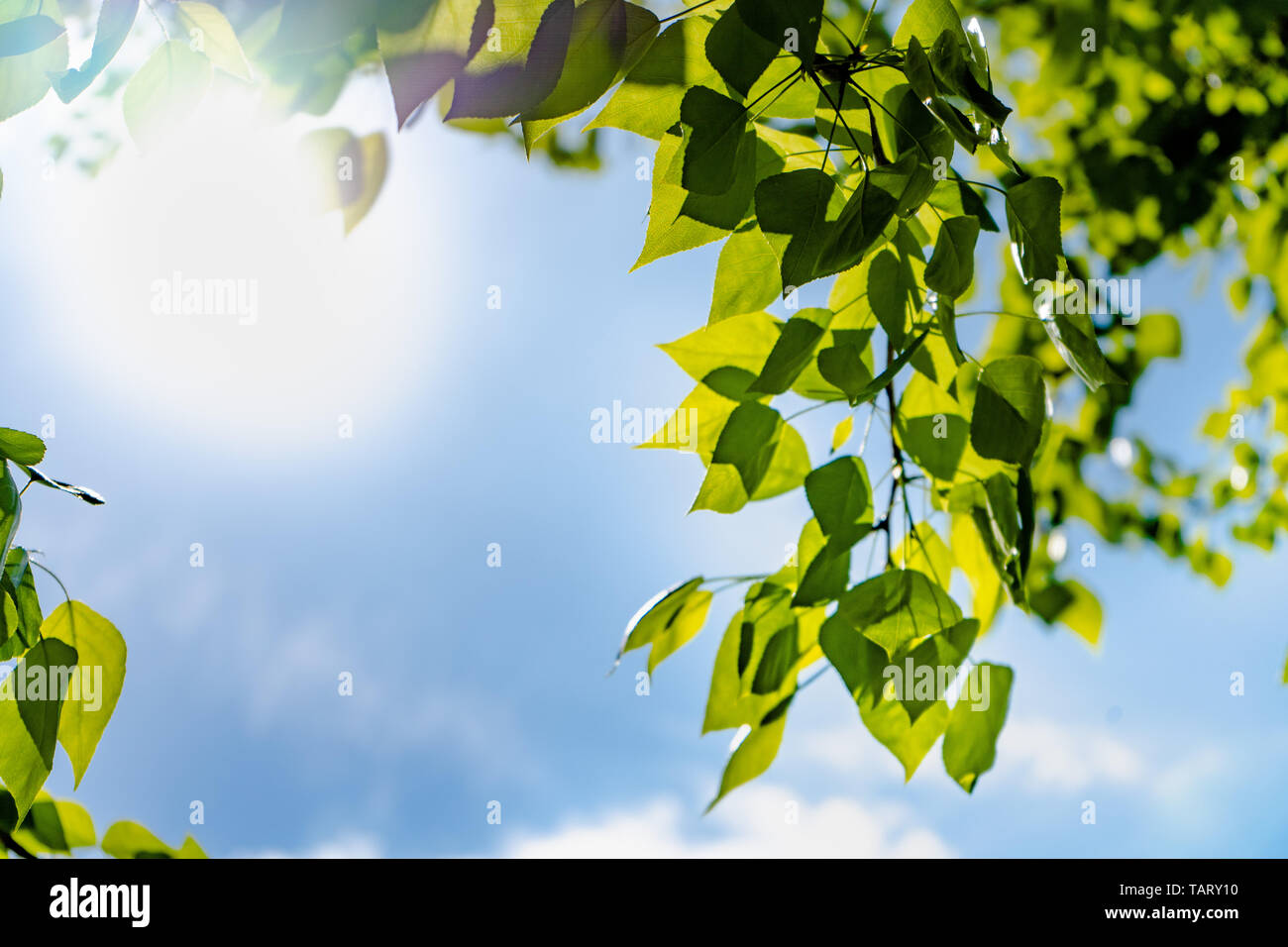 Green leaves of a tree against the blue sky and the sun. Soft white ...