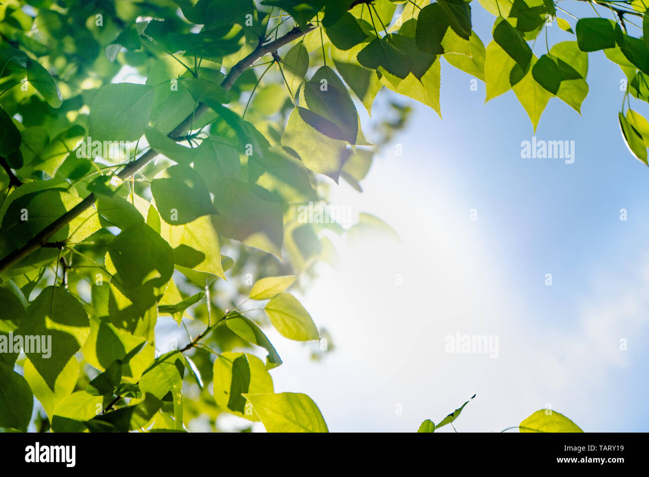 Green leaves of a tree against the blue sky and the sun. Soft white ...