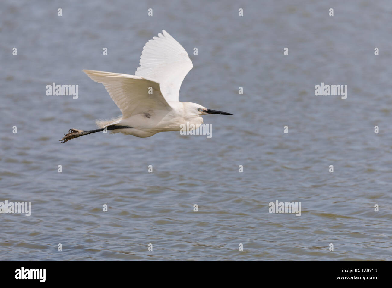 Little egret, egretta garzetta, white bird flying in Camargue, France. Stock Photo