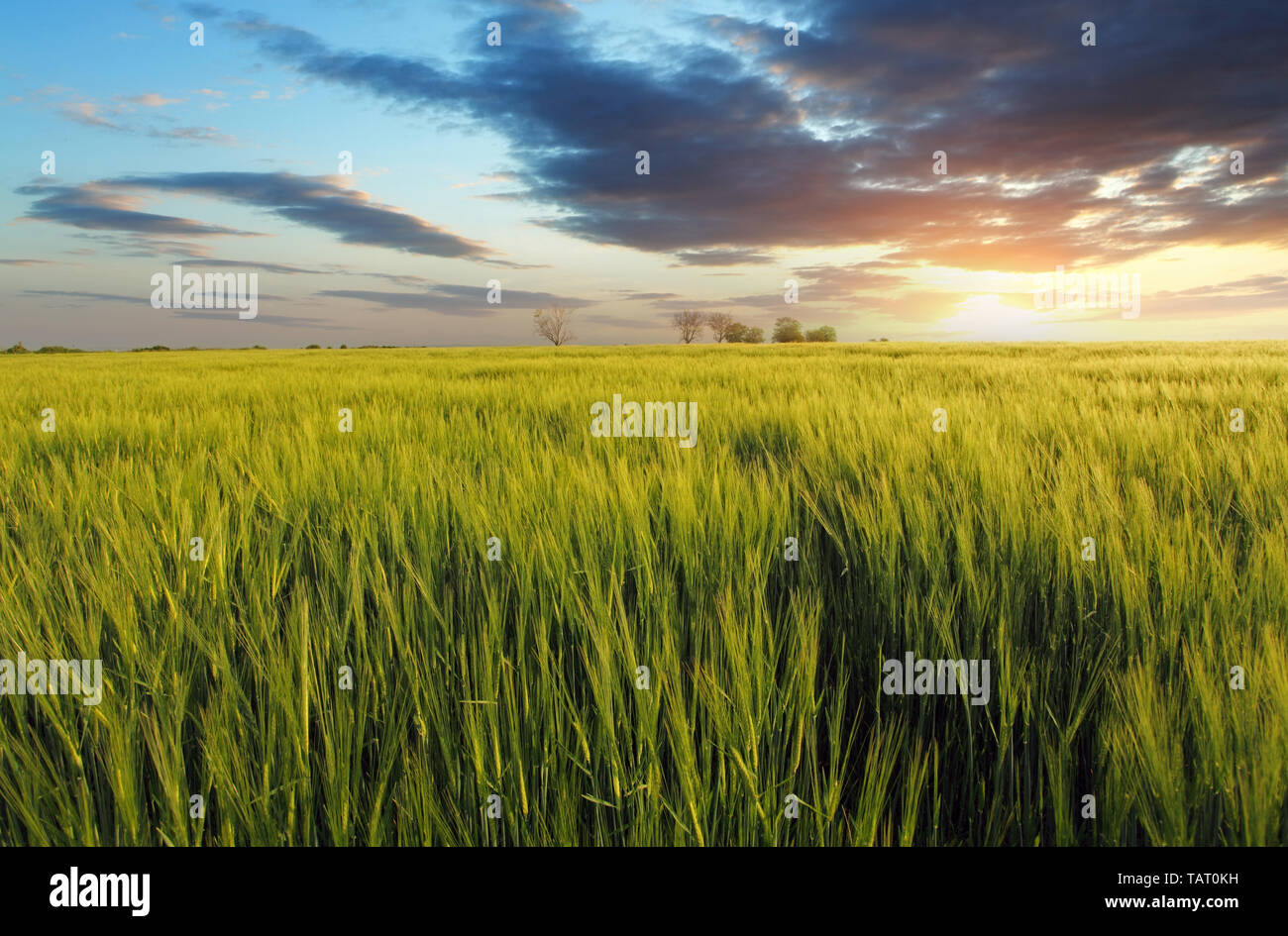 Sunlight field grain hi-res stock photography and images - Alamy