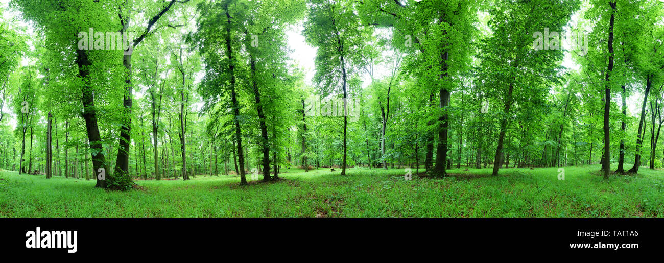 Panorama of green forest at spring landscape Stock Photo - Alamy