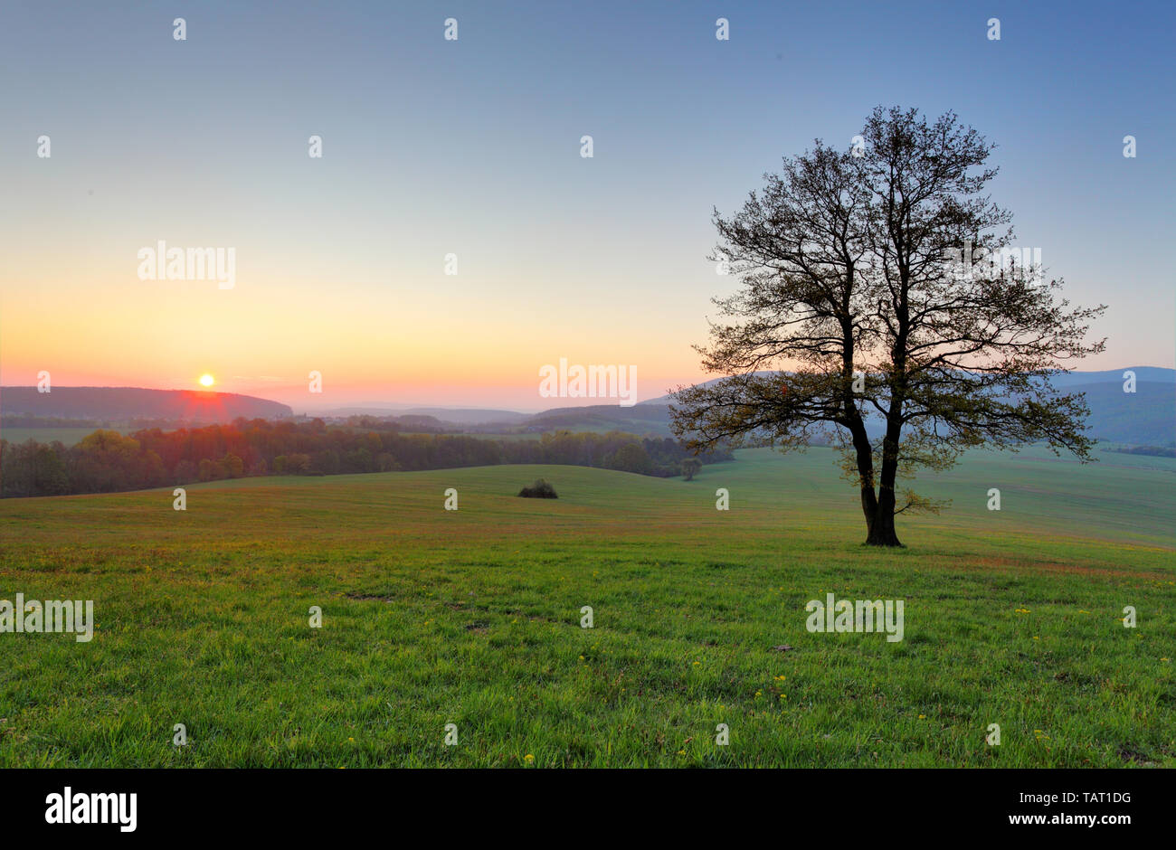 Alone tree on meadow at sunset with sun and mist - panorama Stock Photo ...