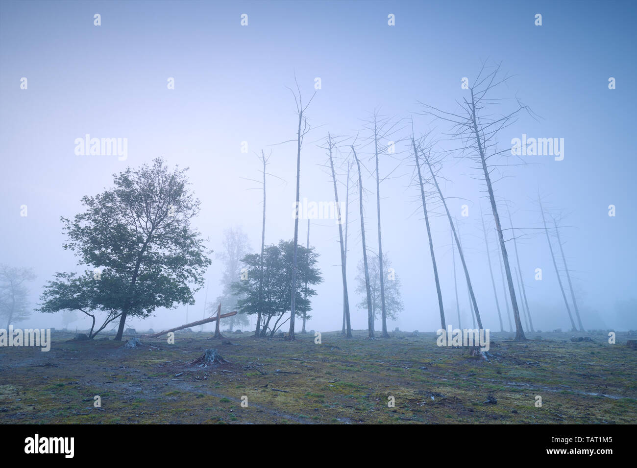 dry pine trees, stumps and oak in dense fog Stock Photo - Alamy