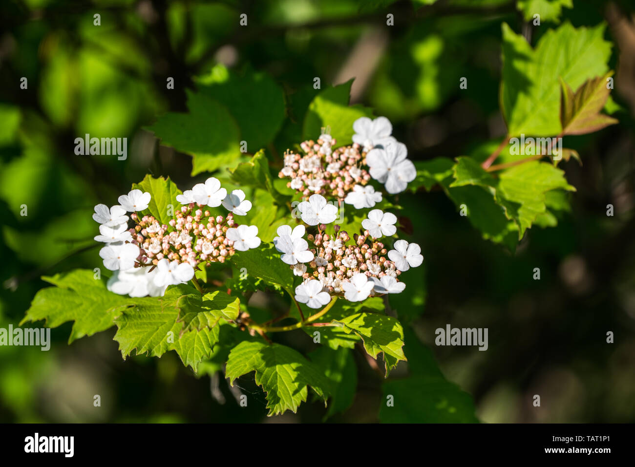 Khs Plant Library Viburnum Plicatum Mariesii Japanese