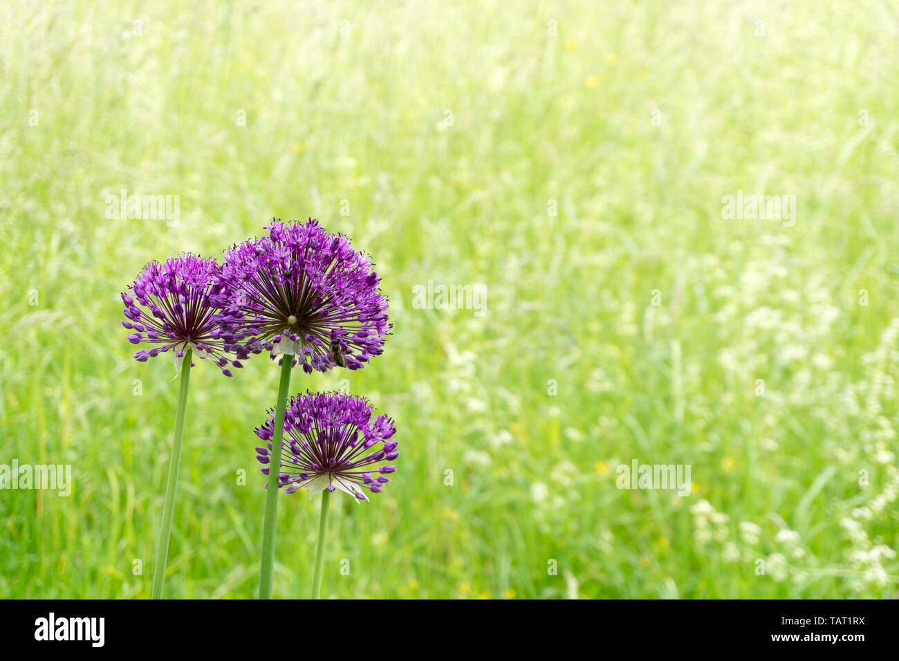 Wildflowers up close hi-res stock photography and images - Alamy