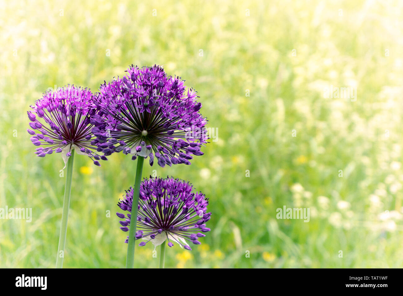 Wildflowers up close hi-res stock photography and images - Alamy