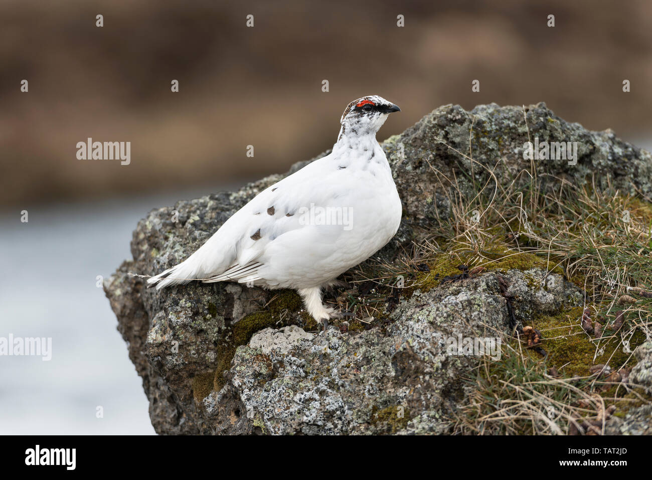 A rock ptarmigan (Lagopus muta) in white winter plumage, in the north of Iceland in May Stock Photo