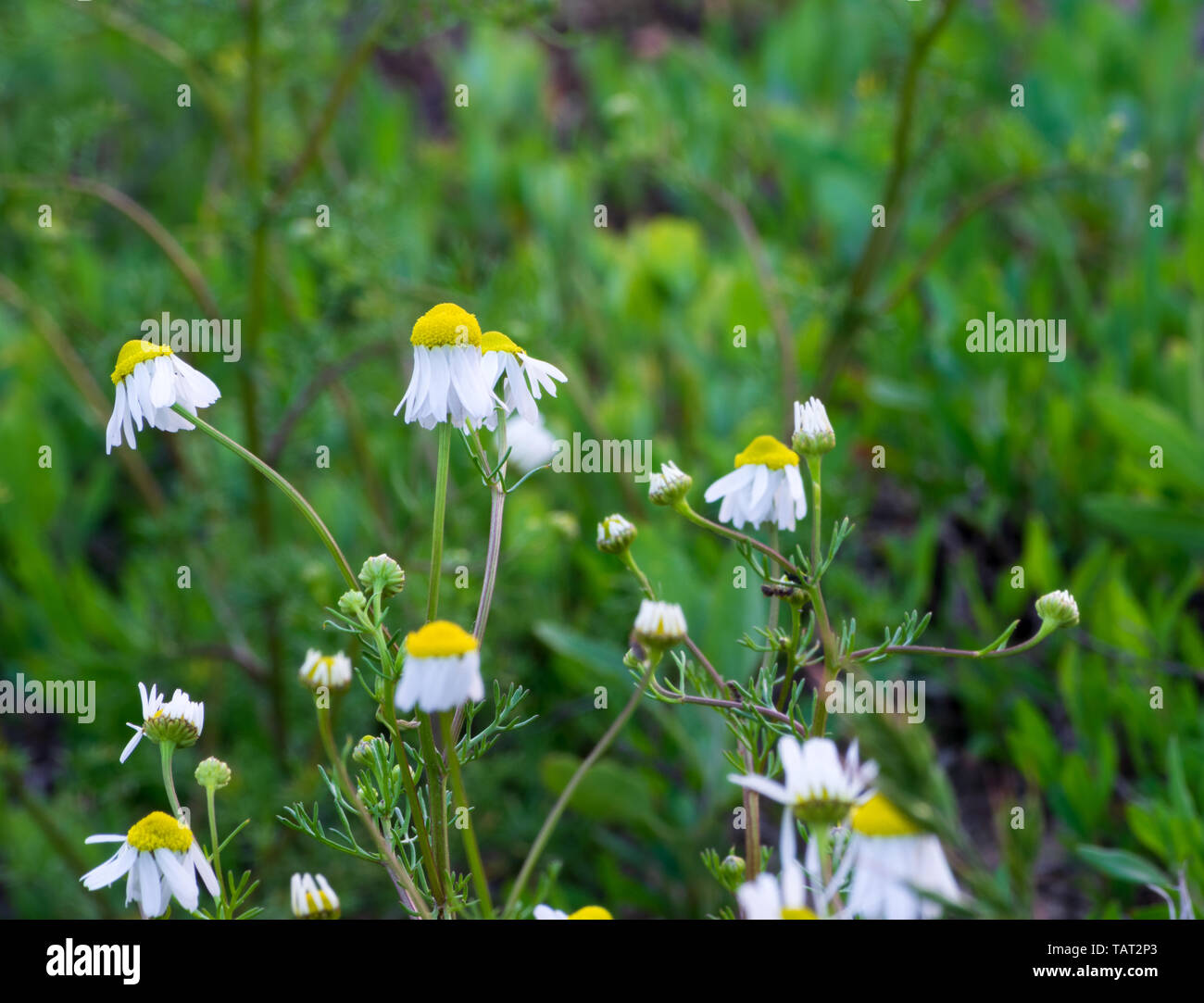 camomile flowers blooming in a meadow in europe Stock Photo
