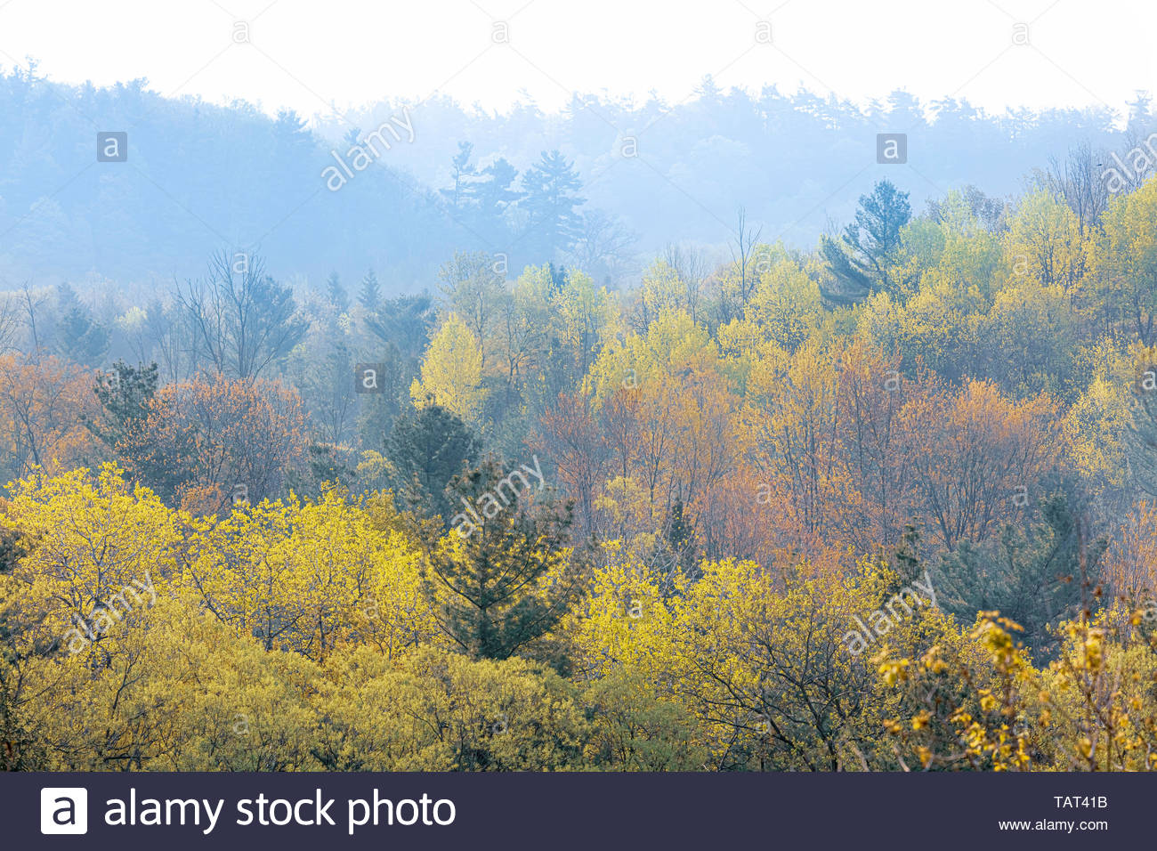 Misty Spring Forest In The Rouge Valley Part Of The Urban