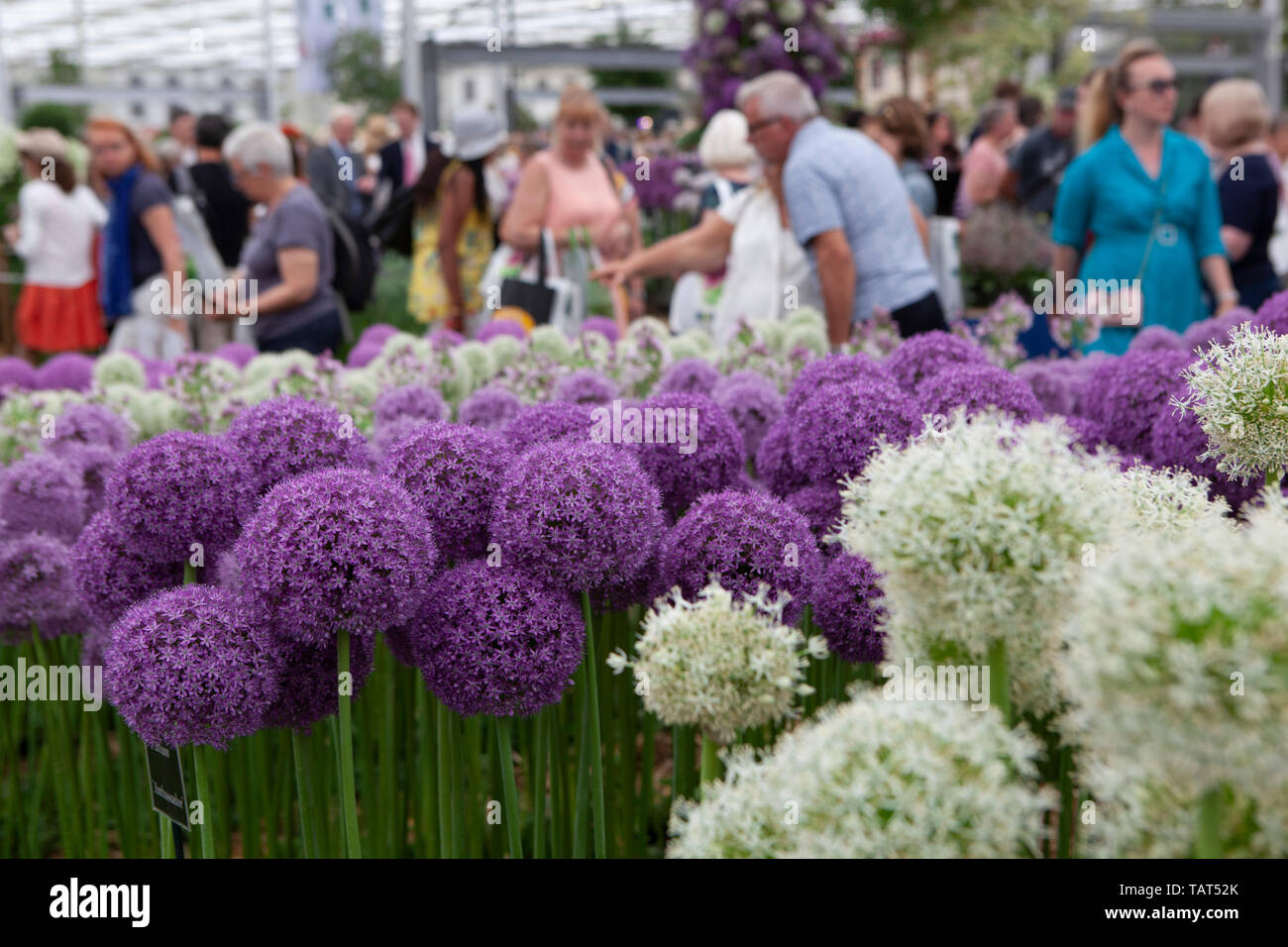 The 2019 RHS chelsea Flower Show: a display of white and purle alliums in the Great Pavillion. Stock Photo