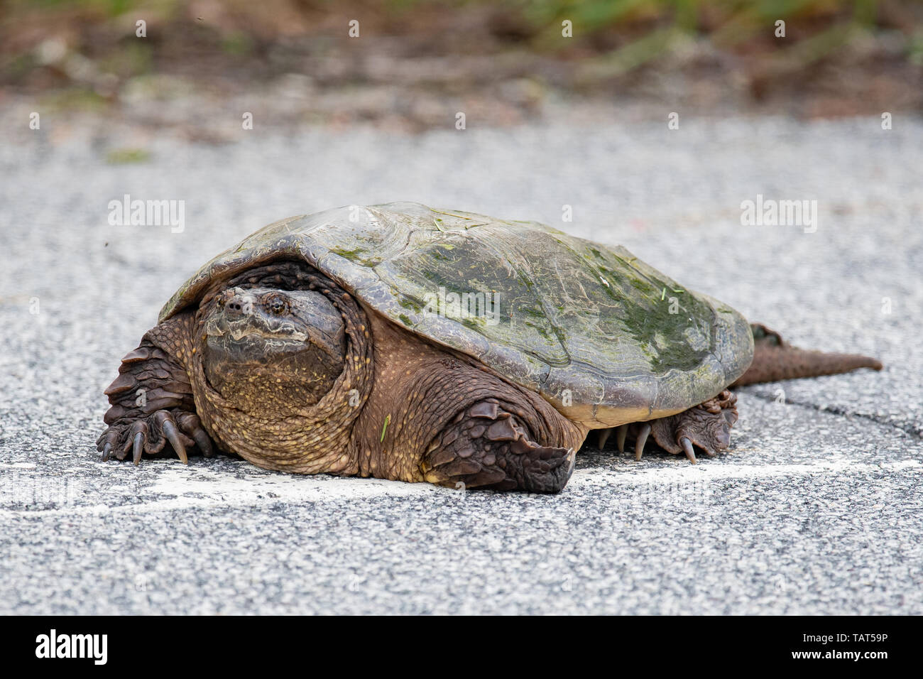 Highway crossing animal hi-res stock photography and images - Alamy